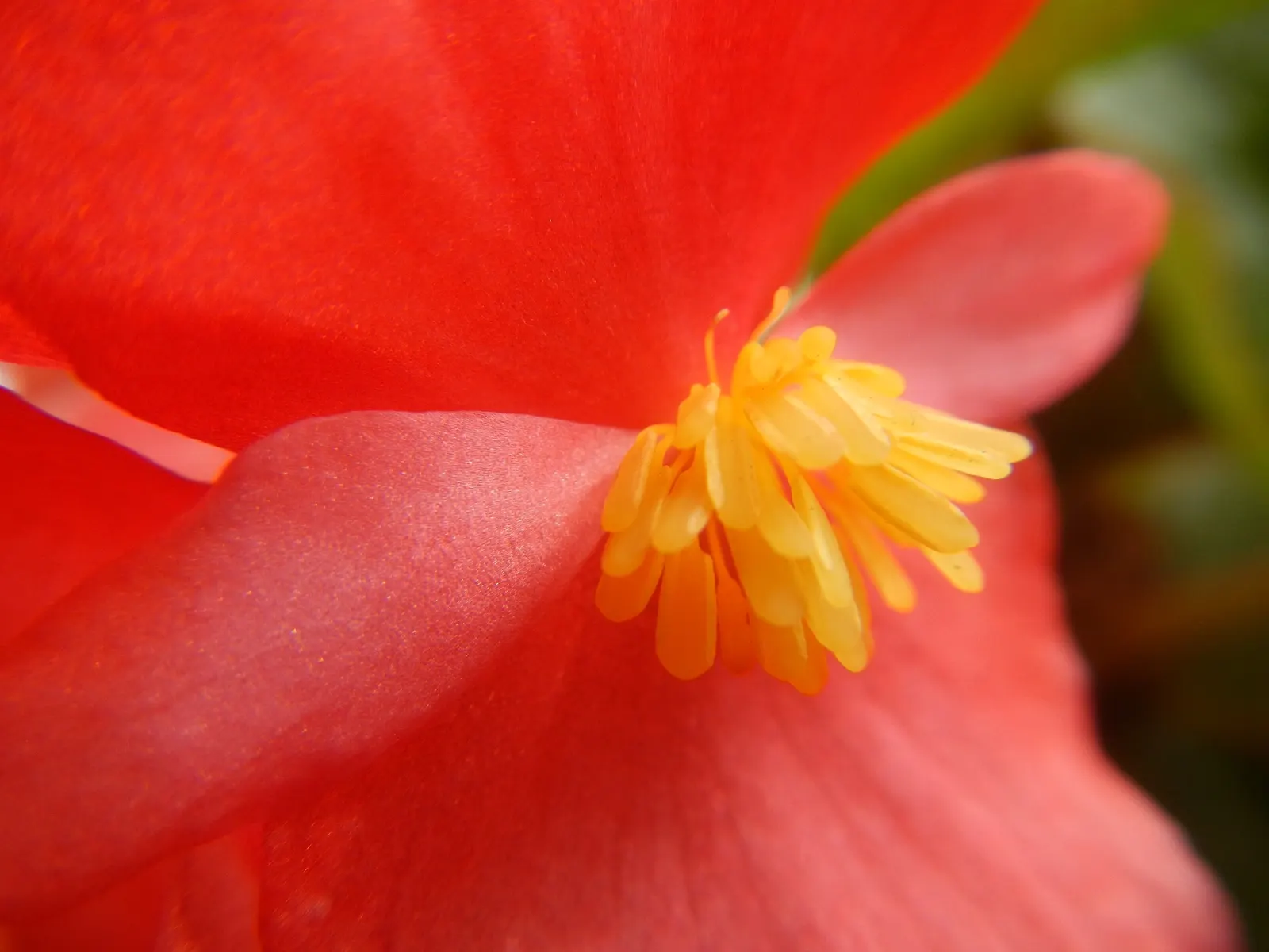Begonia Cultivars (Begonia hybrid) — well-draining soil.<br><br>When factoring Begonias into a design; perennial with pink and red and white blooms, image 110