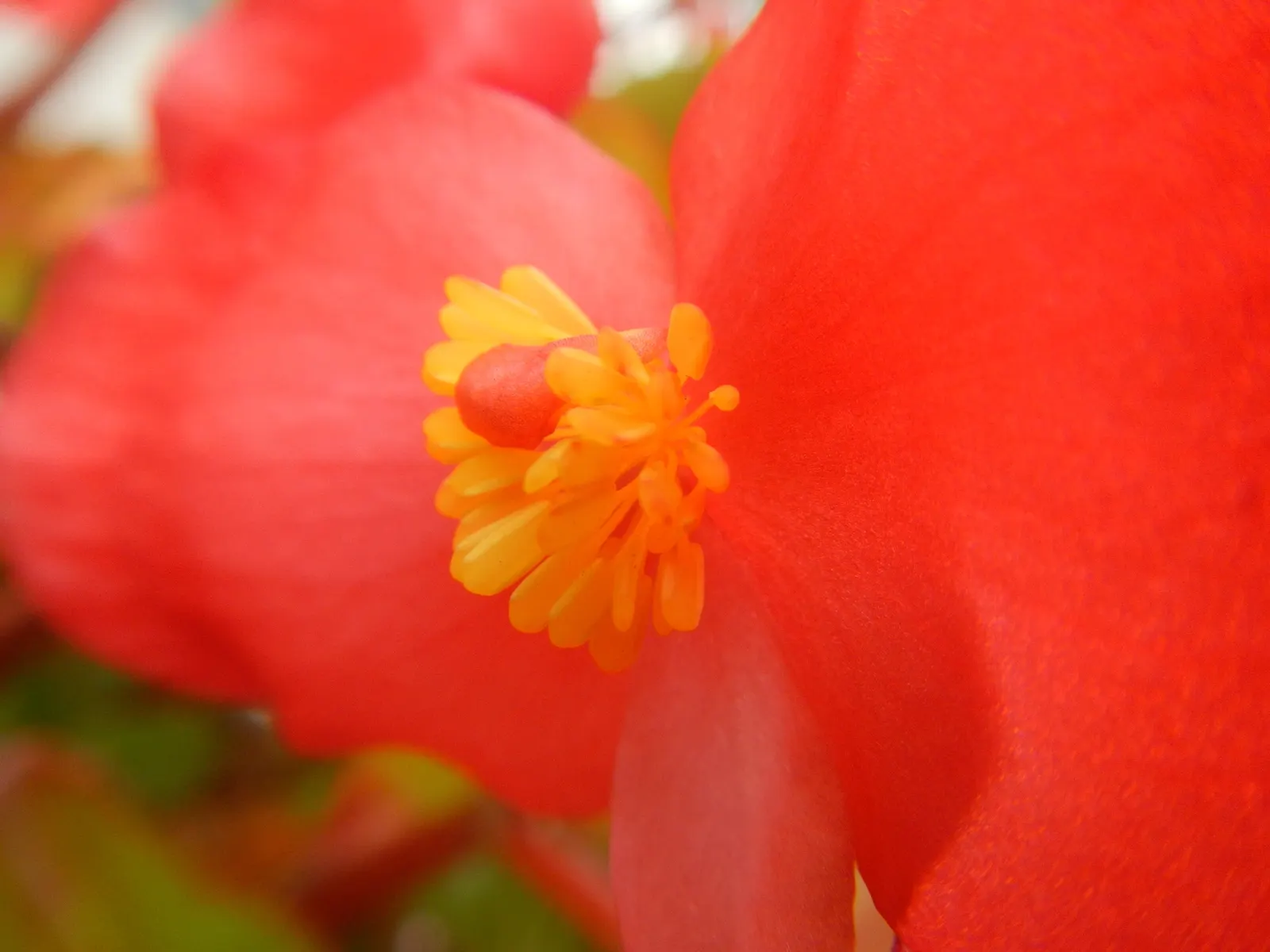 Begonia Cultivars (Begonia hybrid) — well-draining soil.<br><br>When factoring Begonias into a design; perennial with pink and red and white blooms