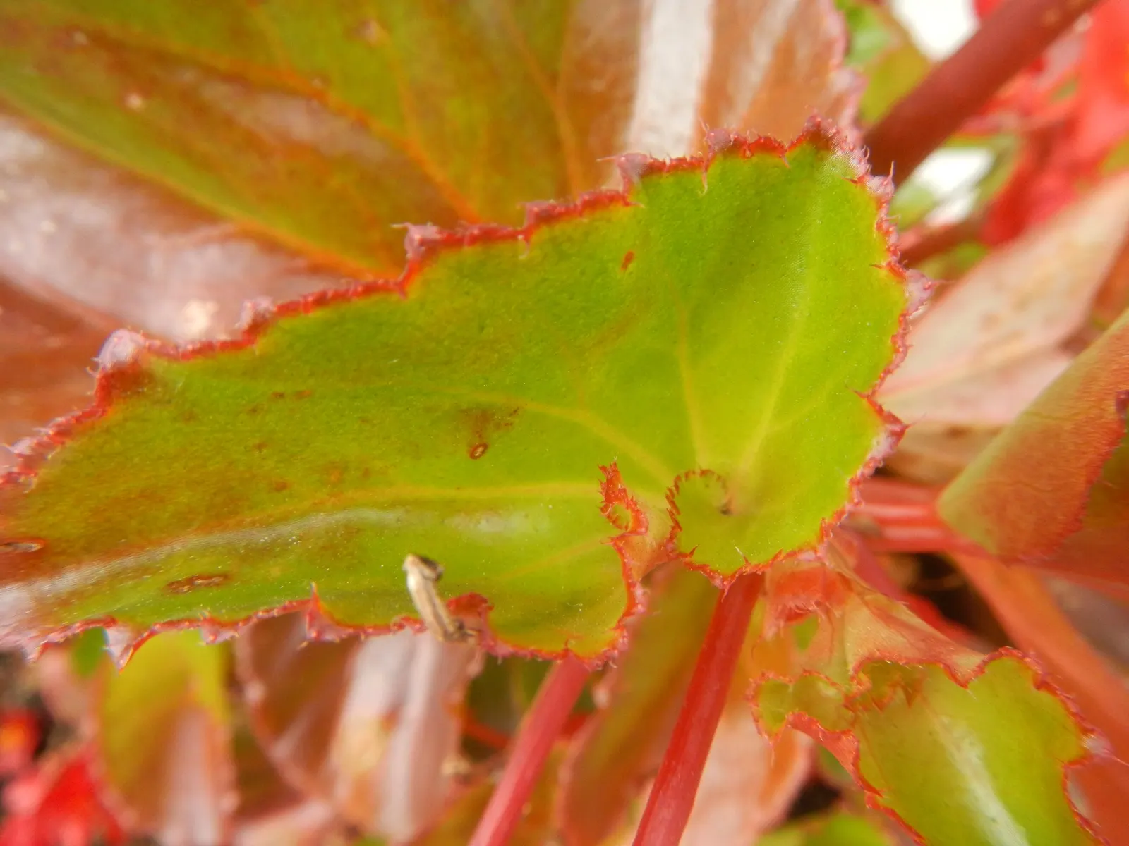Begonia Cultivars (Begonia hybrid) — incorporate mass plantings in borders or as bedding plants; and ensure they are aware of the Begonias' inclination toward