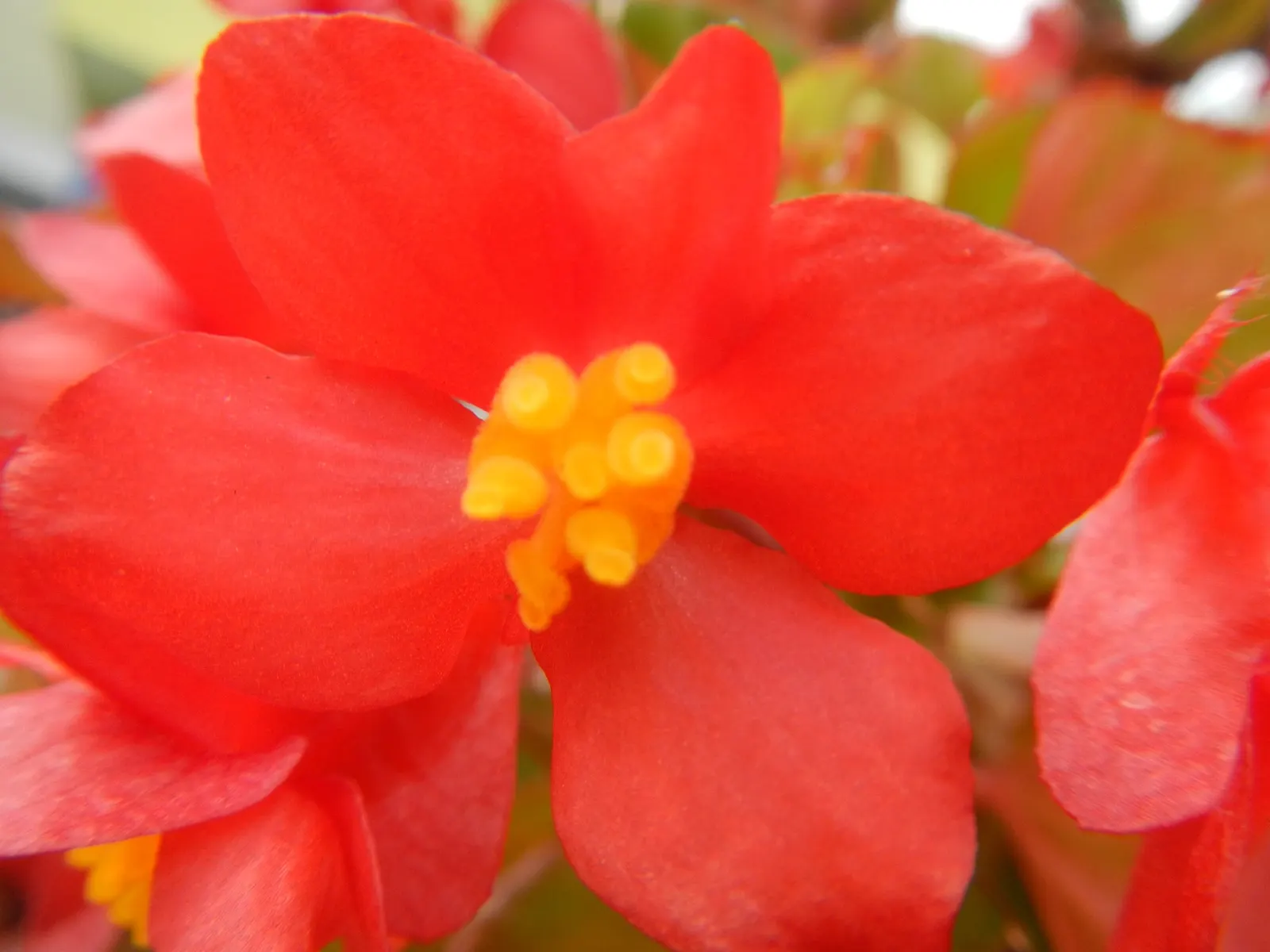 Begonia Cultivars (Begonia hybrid) — and they flourish in rich; but so is avoiding water-logged conditions that can lead to root rot