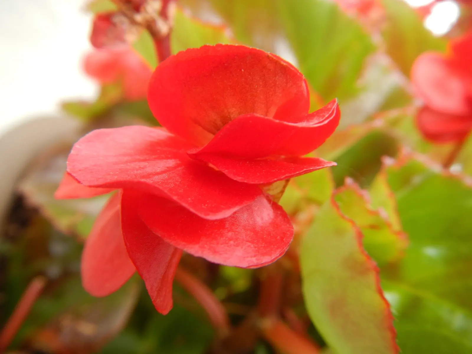 Begonia Cultivars (Begonia hybrid) — Begonia cultivars present a wide array of stunning and versatile options for any landscape design; pink and, image 103
