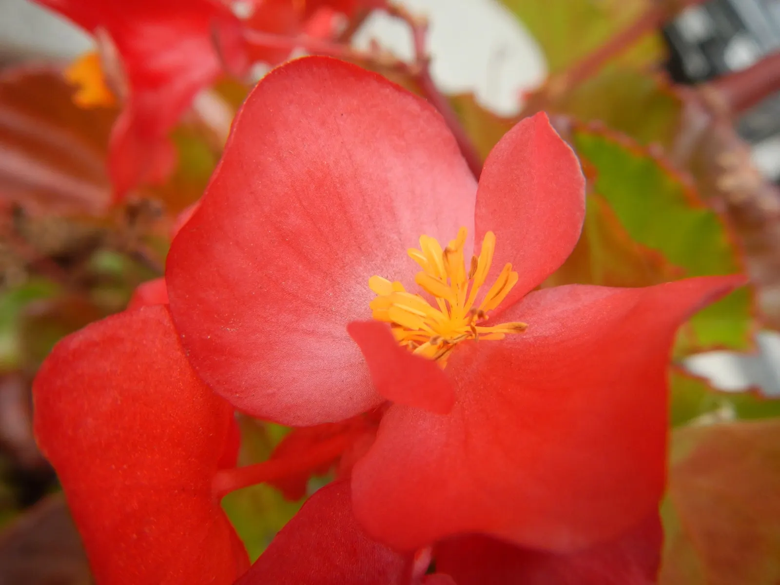 Begonia Cultivars (Begonia hybrid) — and ensure they are aware of the Begonias' inclination toward powdery mildew; incorporate mass plantings in borders or as