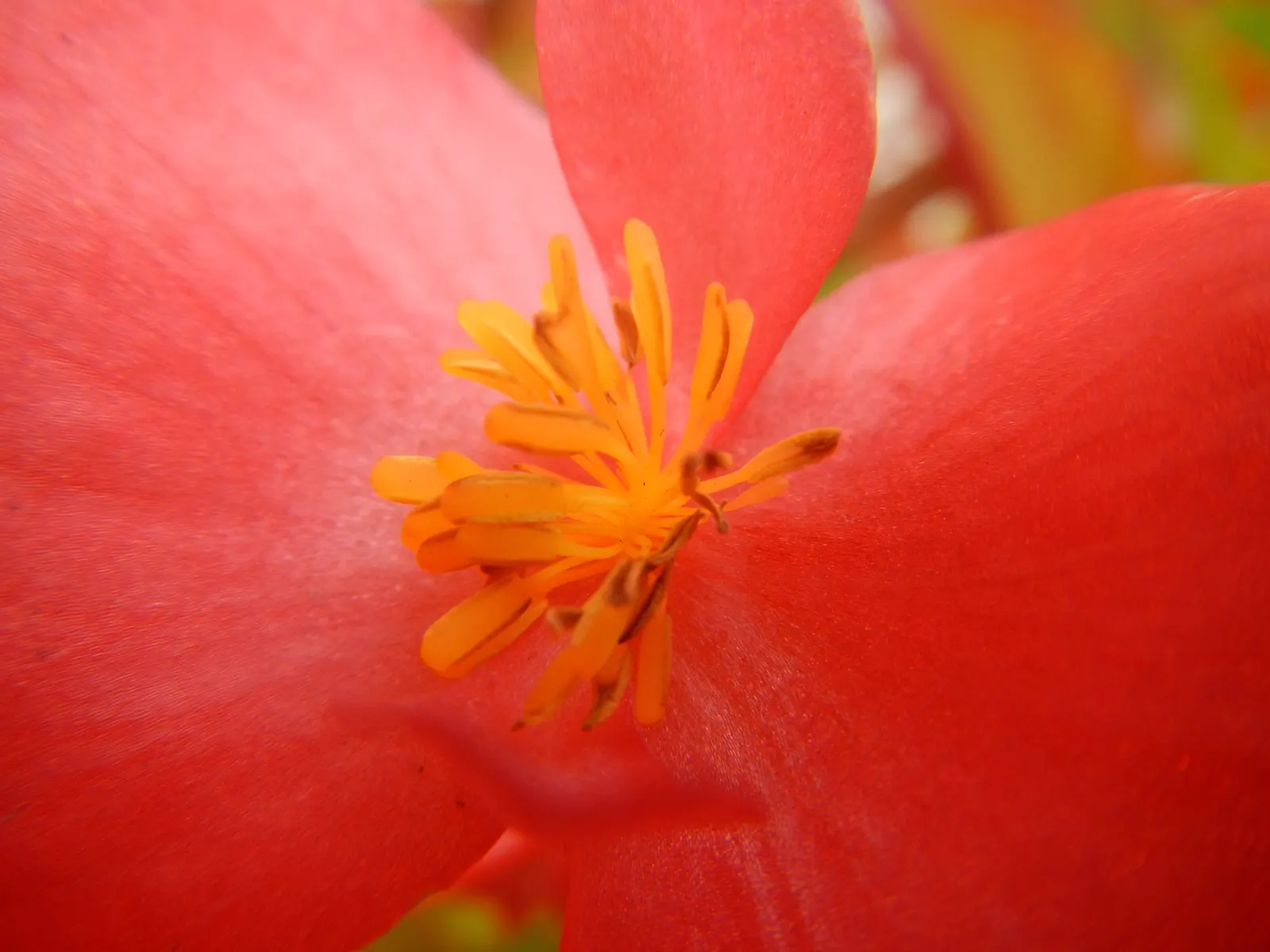Begonia Cultivars (Begonia hybrid) — pink and red and white flowers in the garden; begonia cultivars present a wide array of stunning and versatile options for