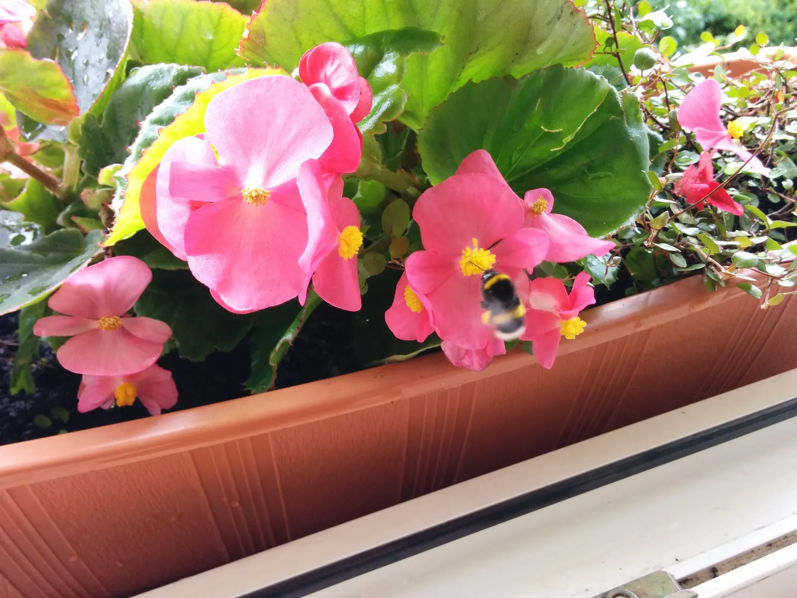 Begonia Cultivars (Begonia hybrid) — perennial with pink and red and white blooms; well-draining soil.<br><br>When factoring Begonias into a design, image 143