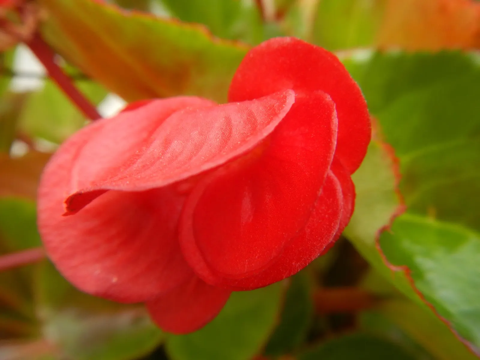 Begonia Cultivars (Begonia hybrid) — Begonia cultivars present a wide array of stunning and versatile options for any landscape design; pink and red and white