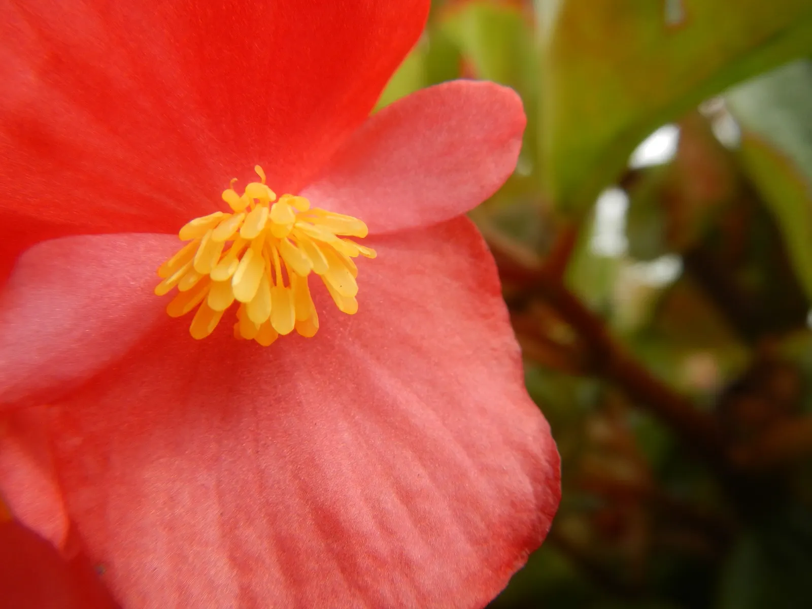 Begonia Cultivars (Begonia hybrid) — consider their need for moisture: consistent watering is crucial; ideal for borders, containers, and indoor displays, they