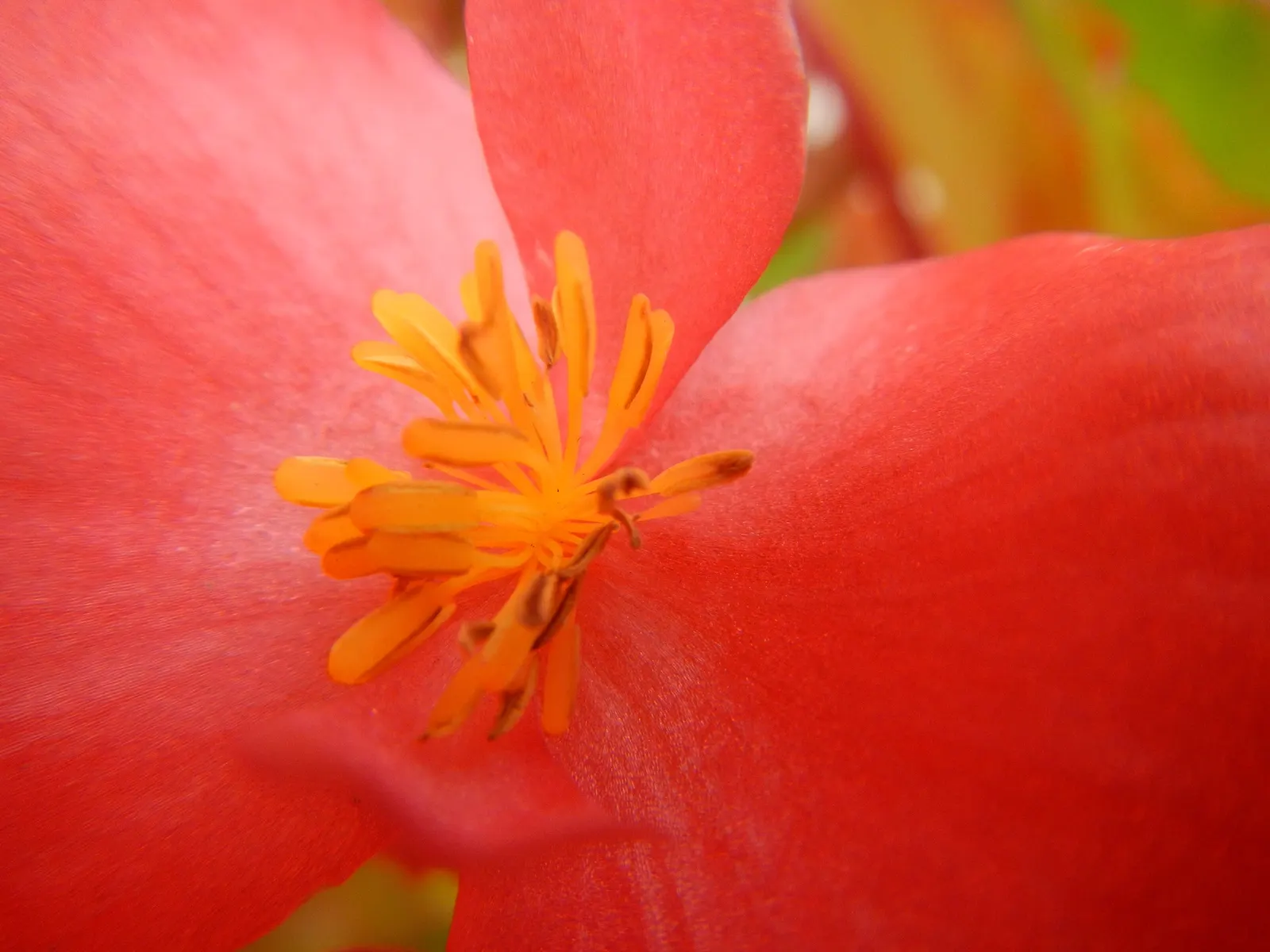 Begonia Cultivars (Begonia hybrid) — and textured landscape throughout the warmer months; perennial for half or shade