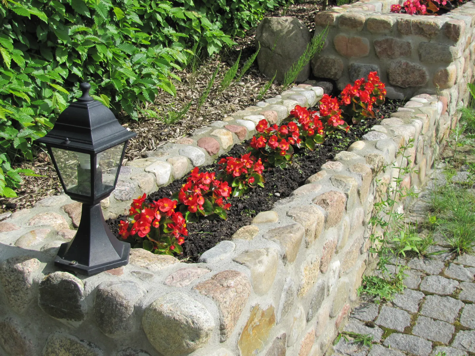 Begonia Cultivars (Begonia hybrid) — and ensure they are aware of the Begonias' inclination toward powdery mildew; incorporate mass plantings in, image 140
