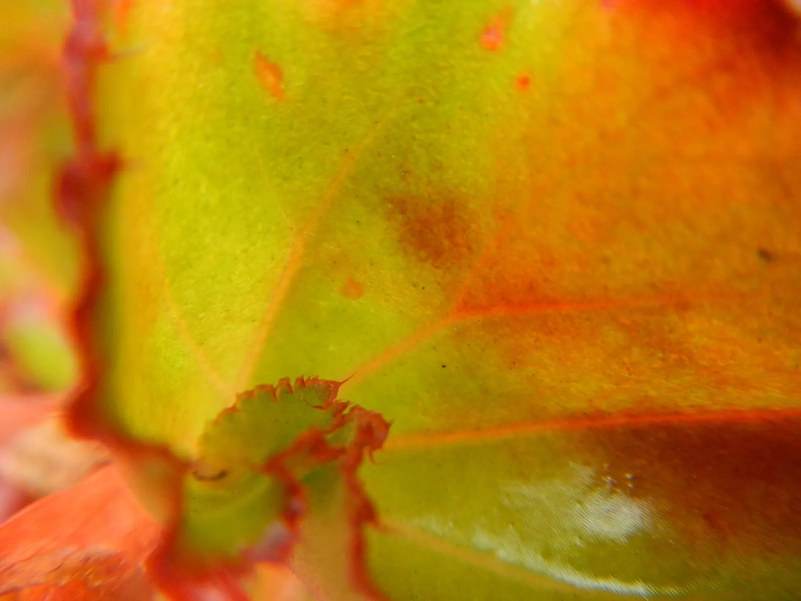 Begonia Cultivars (Begonia hybrid) — Ideal for borders, containers, and indoor displays, they offer versatility to any design; consider their need, image 102