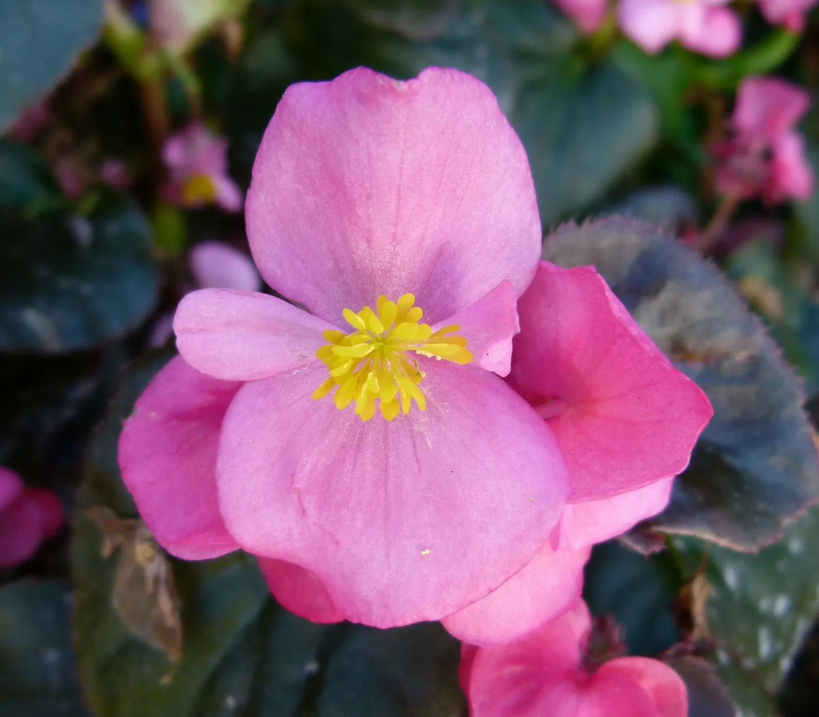Begonia Cultivars (Begonia hybrid) — Noted for their striking leaf patterns and colors, they provide continuous interest from spring to fall; they, image 101