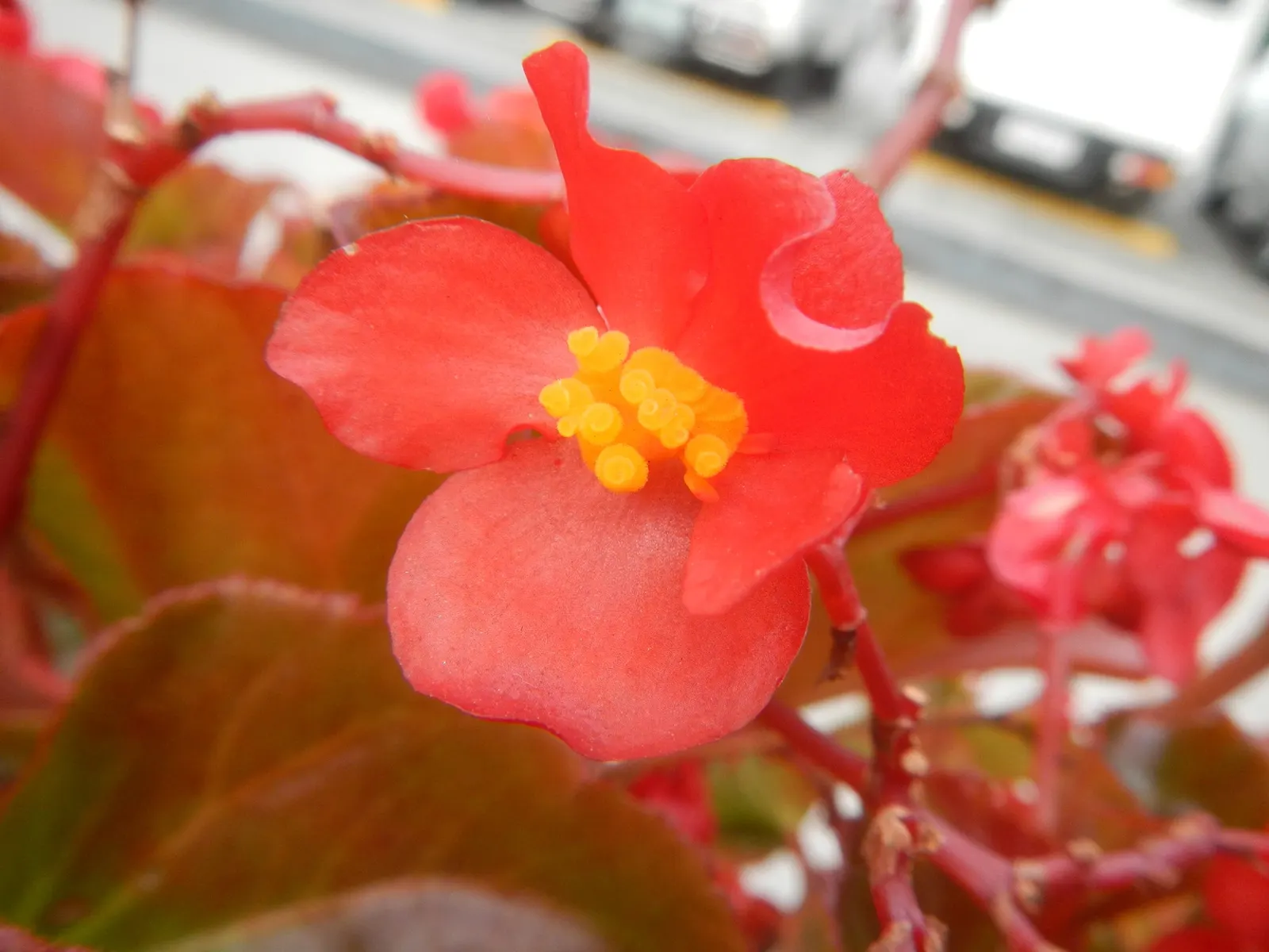 Begonia Cultivars (Begonia hybrid) — and remember that their flashy foliage can offset more subdued greenery with dynamic contrast; they range from 6 inches to