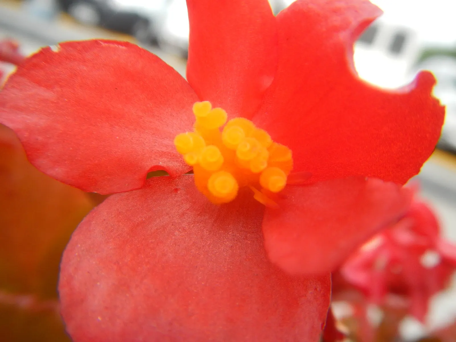 Begonia Cultivars (Begonia hybrid) — they offer a magnificent variety of foliage colors; noted for their striking leaf patterns and colors, they provide