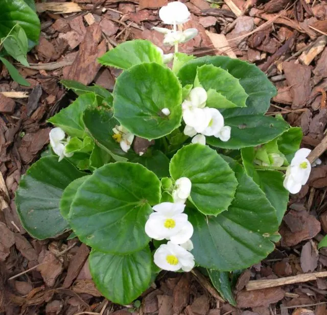 Begonia Cultivars (Begonia hybrid) — Begonia cultivars encompass a diverse group of ornamental plants; begonias prefer partial shade and, image 97