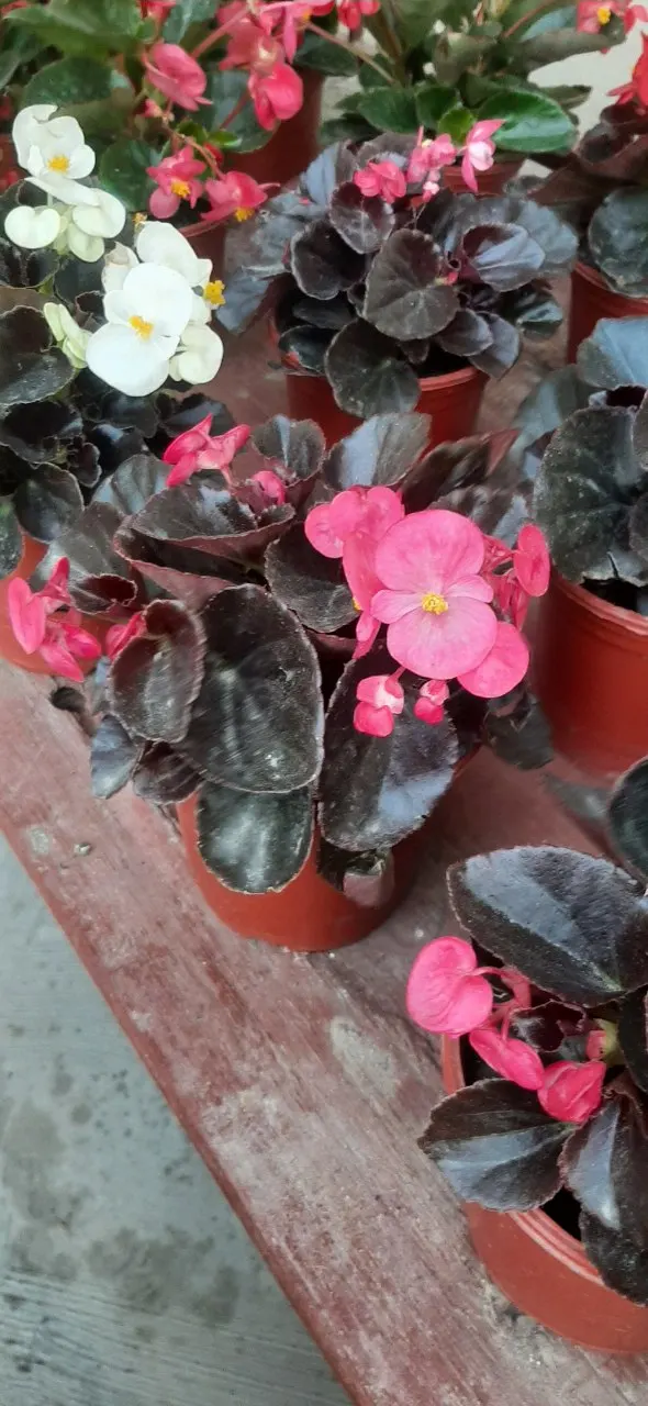 Begonia Cultivars (Begonia hybrid) — pink and red and white flowers in the garden; begonia cultivars present a wide array of stunning and versatile, image 142