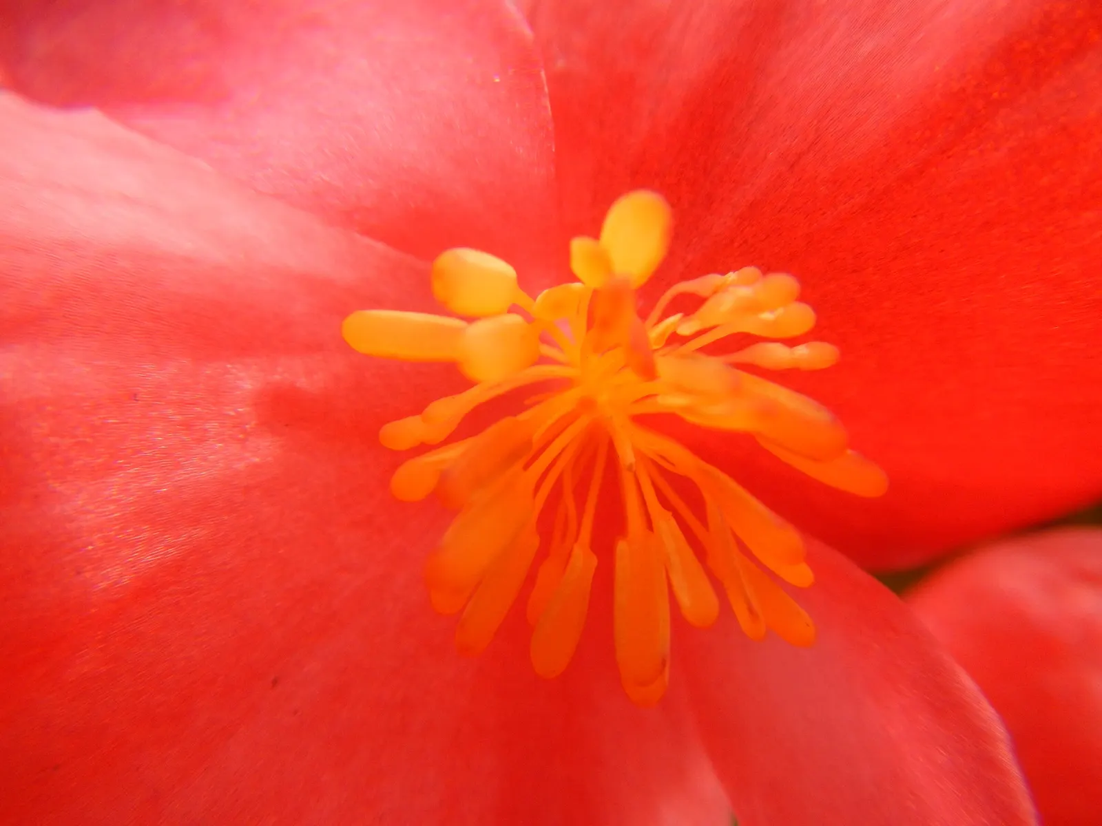 Begonia Cultivars (Begonia hybrid) — They thrive in USDA hardiness zones 3 through 11; presented in hanging baskets or containers, image 106