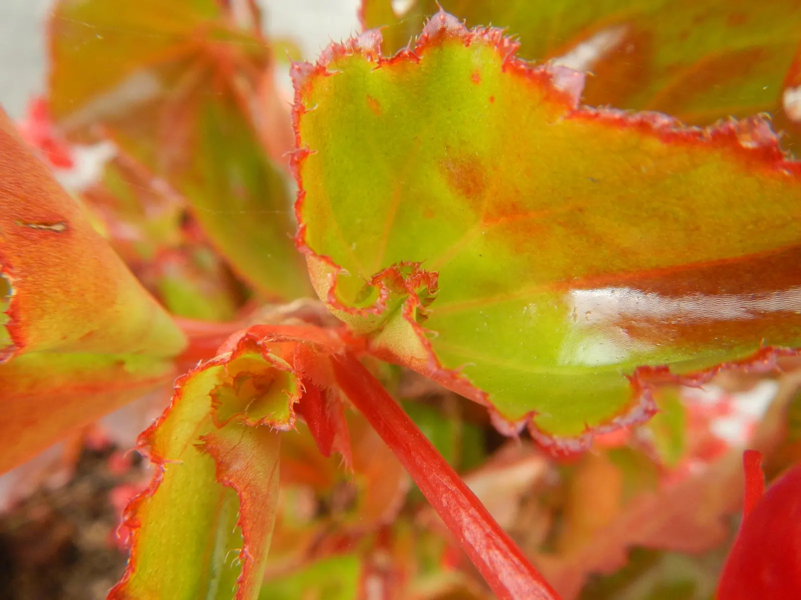 Begonia Cultivars (Begonia hybrid) — incorporate mass plantings in borders or as bedding plants; and ensure they are aware of the Begonias', image 113