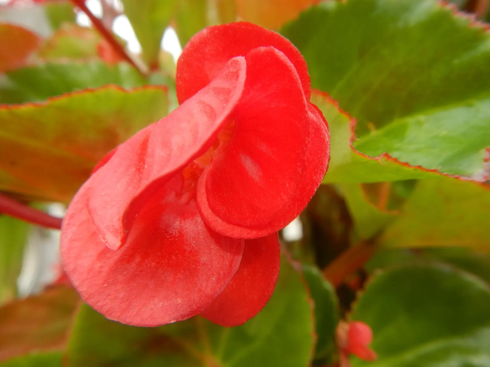 Begonia Cultivars (Begonia hybrid) — and they flourish in rich; but so is avoiding water-logged conditions that can lead to root rot, image 109