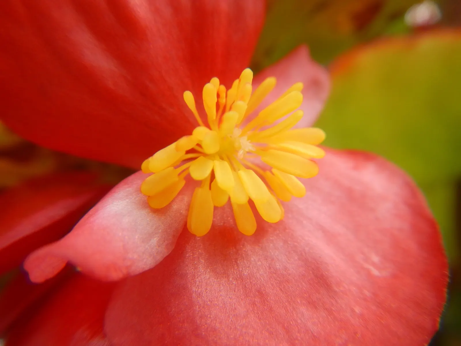 Begonia Cultivars (Begonia hybrid) — allowing them to suit both underplanting and focal point scenarios; these plants prefer morning sun with afternoon shade