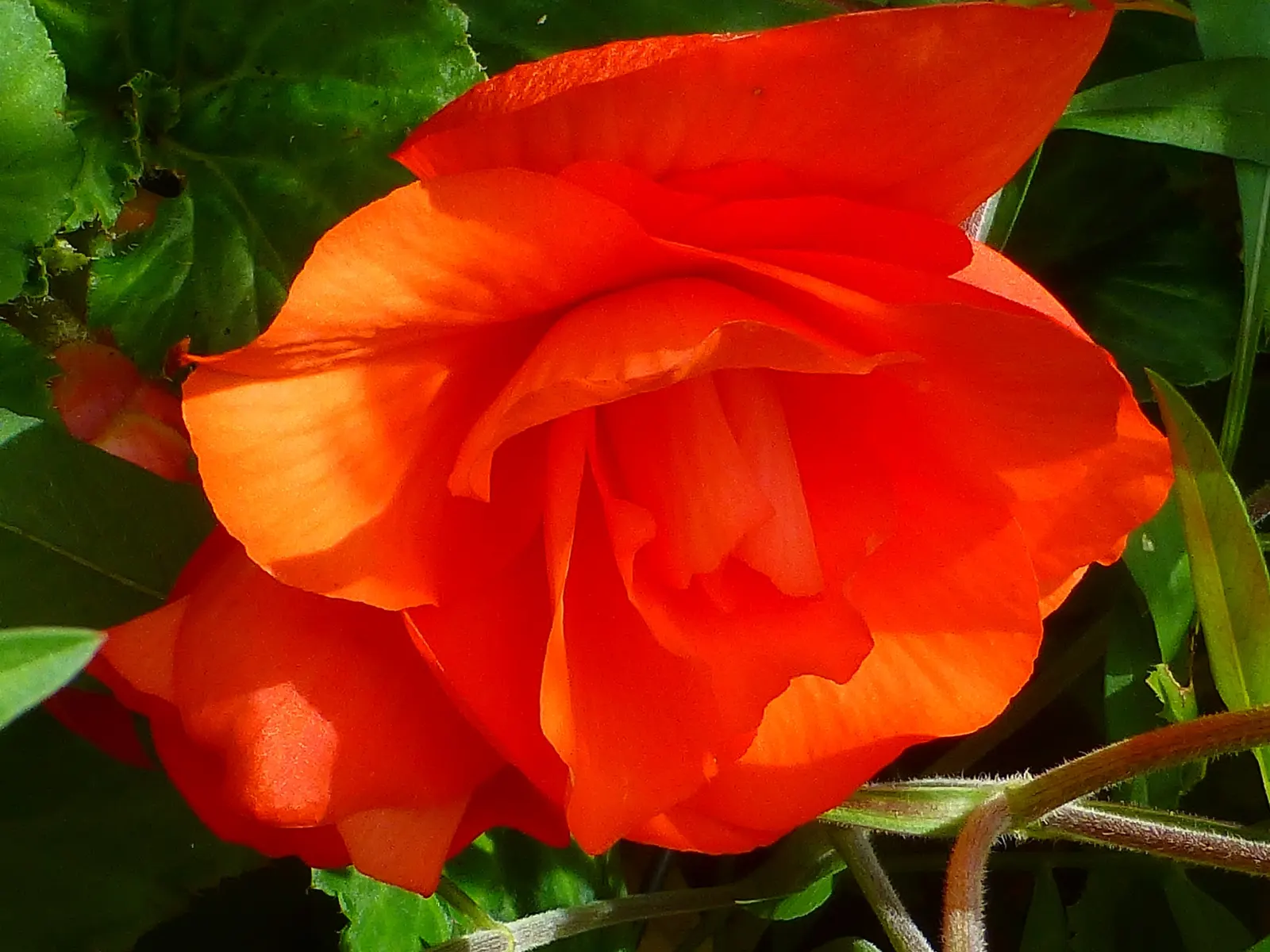 Begonia Cultivars (Begonia hybrid) — and textured landscape throughout the warmer months; perennial for half or shade, image 93