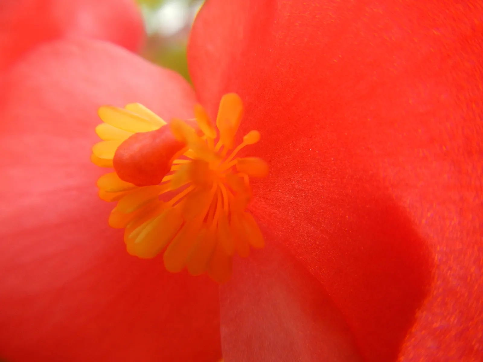 Begonia Cultivars (Begonia hybrid) — allowing them to suit both underplanting and focal point scenarios; these plants prefer morning sun with, image 105