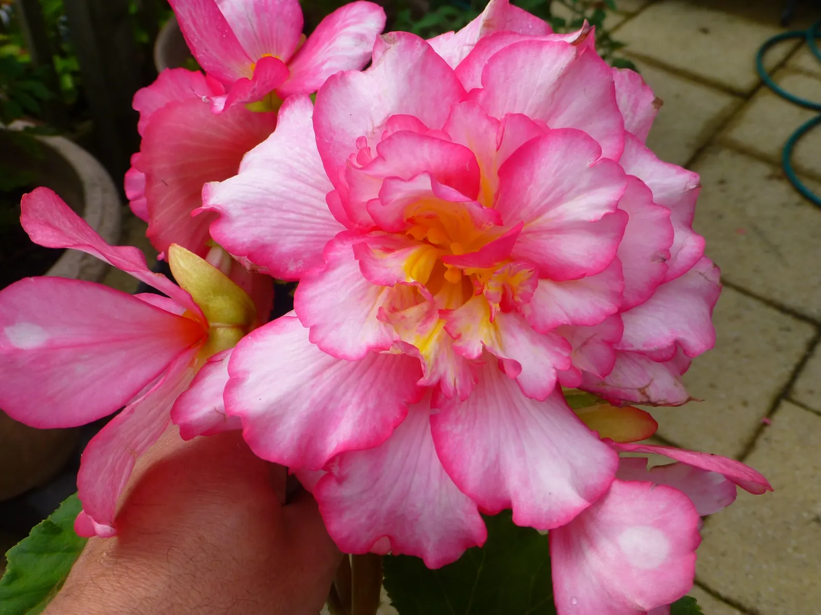 Begonia Cultivars (Begonia hybrid) — and ensure they are aware of the Begonias' inclination toward powdery mildew; incorporate mass plantings in, image 92