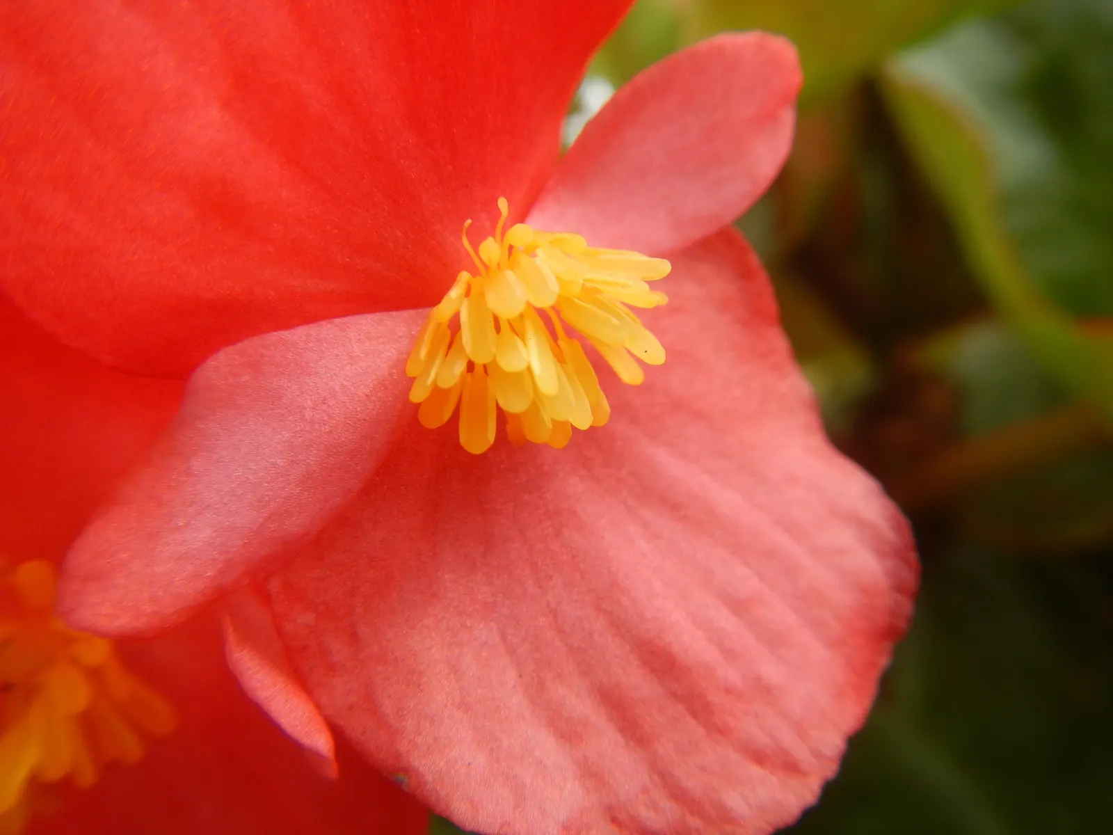 Begonia Cultivars (Begonia hybrid) — consider their need for moisture: consistent watering is crucial; ideal for borders, containers, and indoor, image 111