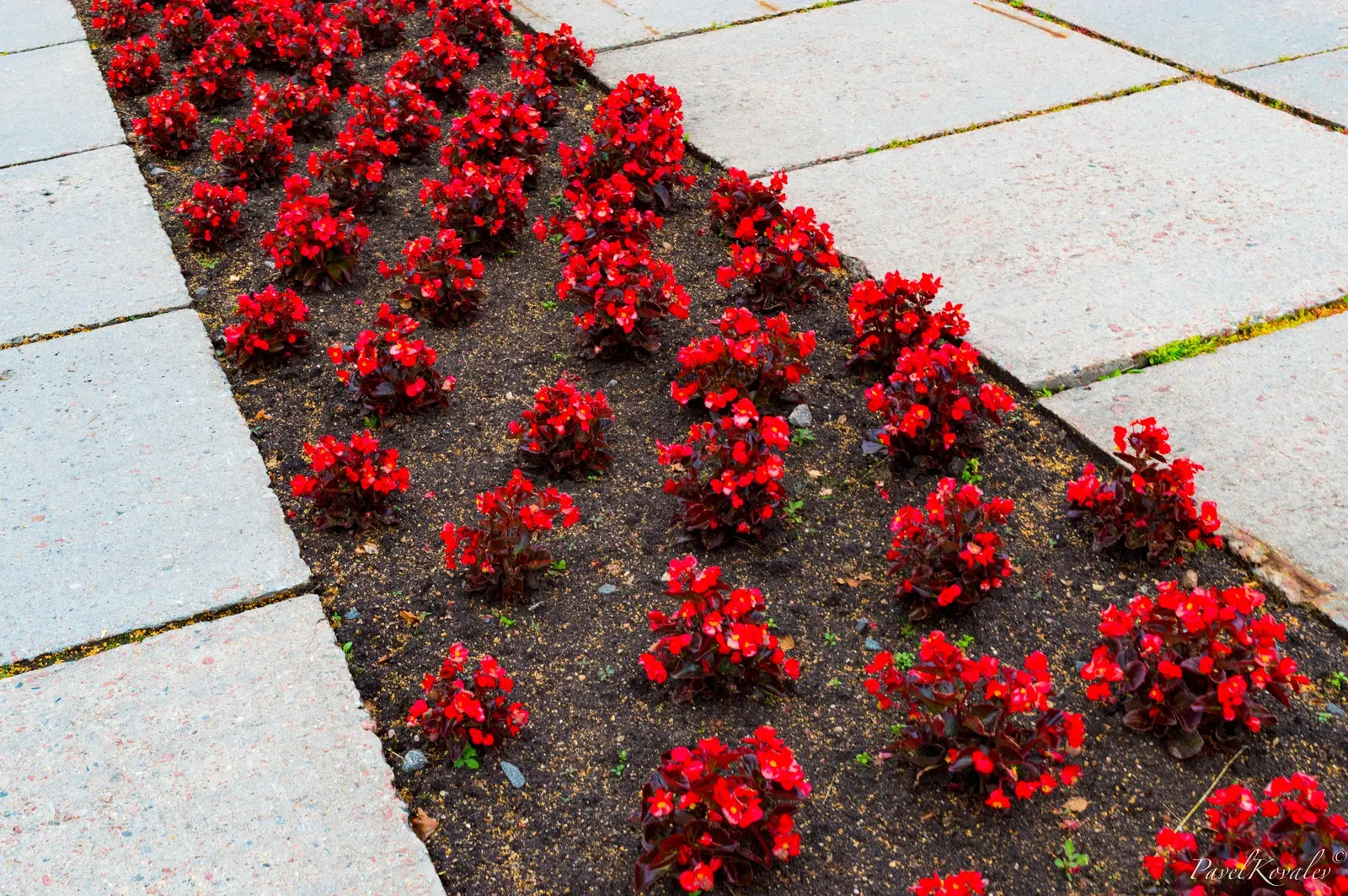 Begonia Cultivars (Begonia hybrid) — and textured landscape throughout the warmer months; perennial for half or shade, image 141