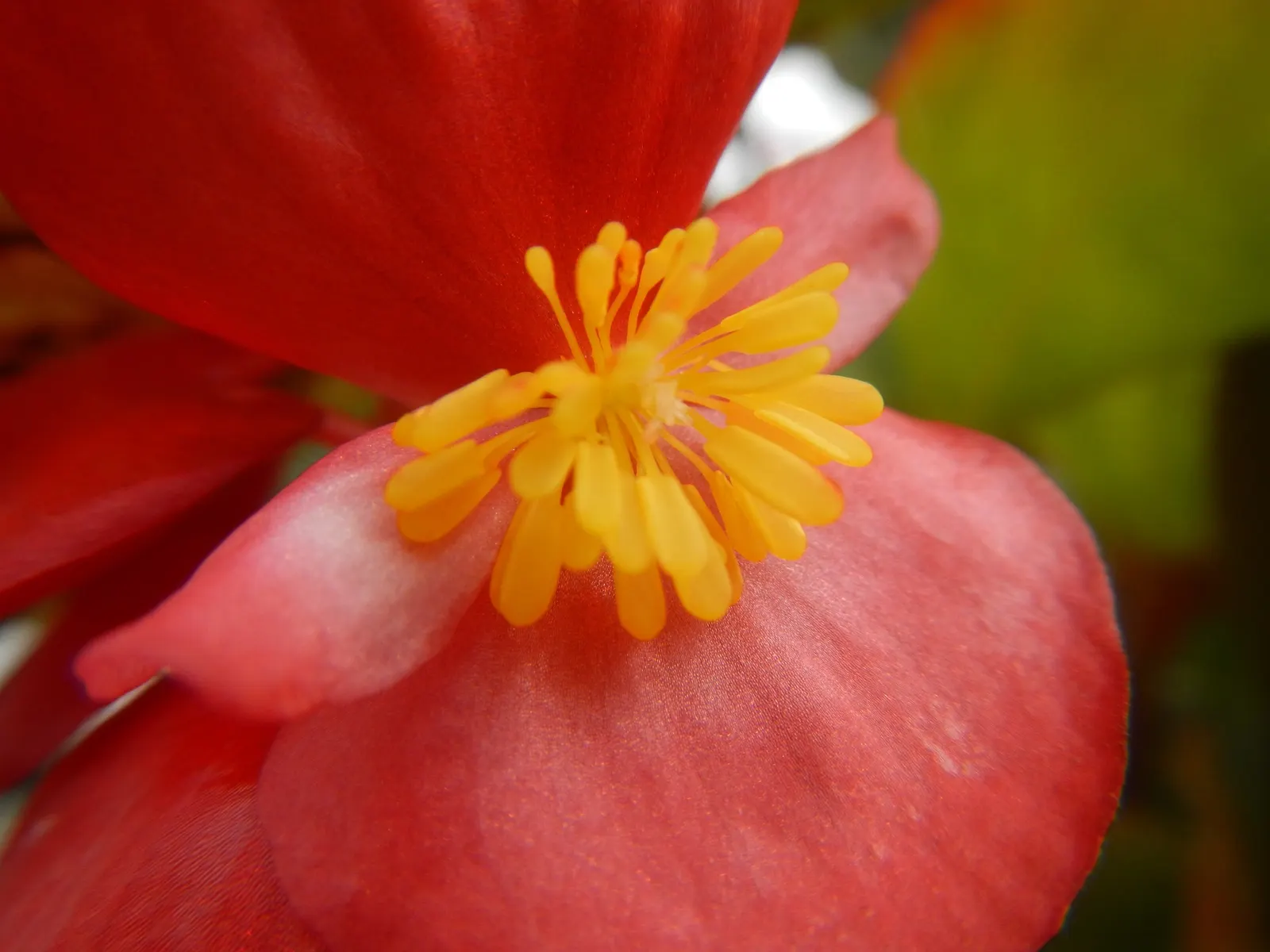 Begonia Cultivars (Begonia hybrid) — These plants prefer morning sun with afternoon shade; allowing them to suit both underplanting and focal point, image 108