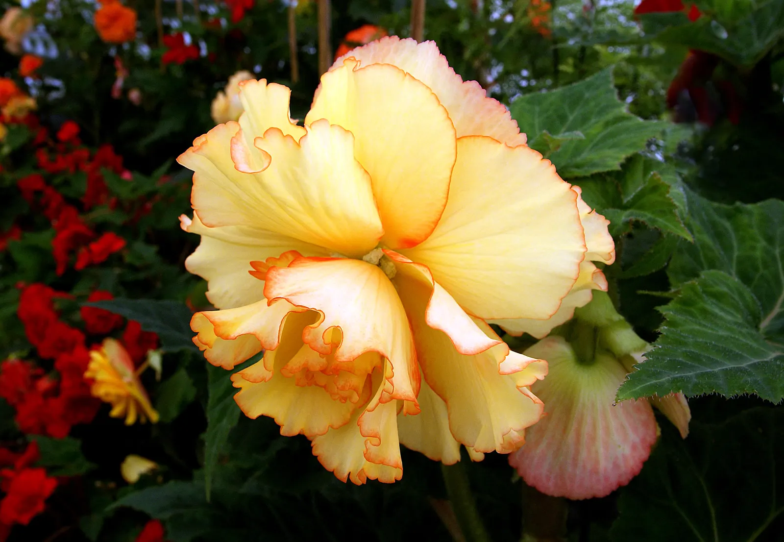 Begonia Cultivars (Begonia hybrid) — characterized by their lush foliage and vivid blooms; though they are mostly grown as annuals except in the, image 146