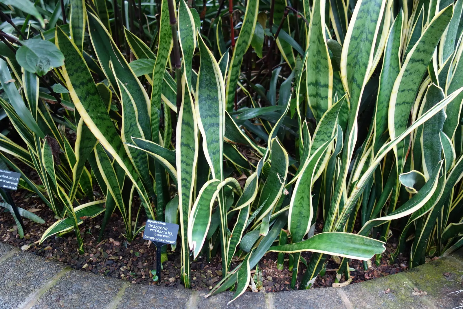 Begonia Cultivars (Begonia hybrid) — perennial for half or shade; and textured landscape throughout the warmer months, image 96