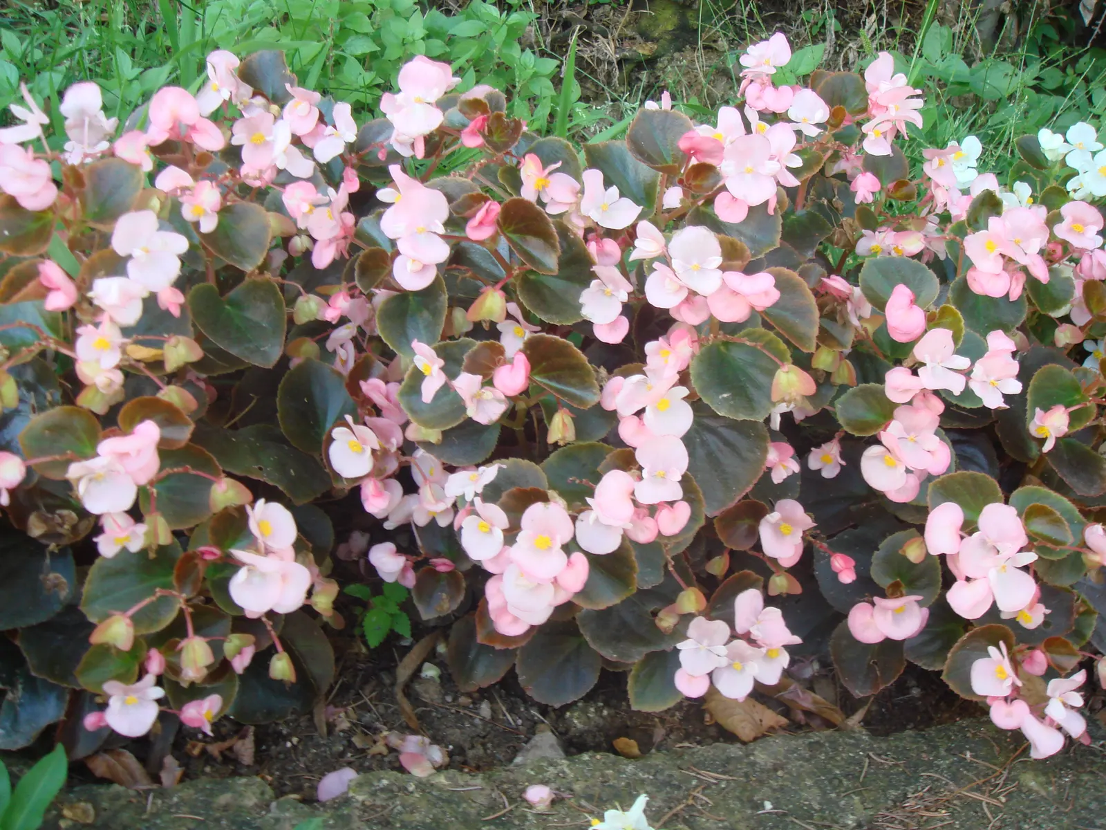 Begonia Cultivars (Begonia hybrid) — and remember that their flashy foliage can offset more subdued greenery with dynamic contrast; they range from, image 138