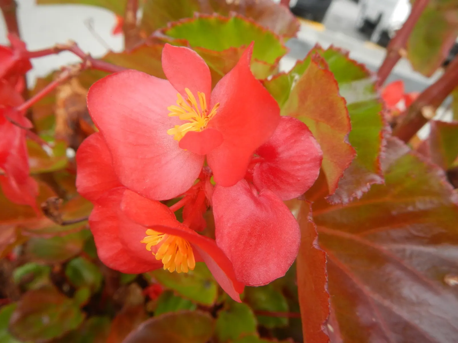 Begonia Cultivars (Begonia hybrid) — but so is avoiding water-logged conditions that can lead to root rot; and they flourish in rich, image 112