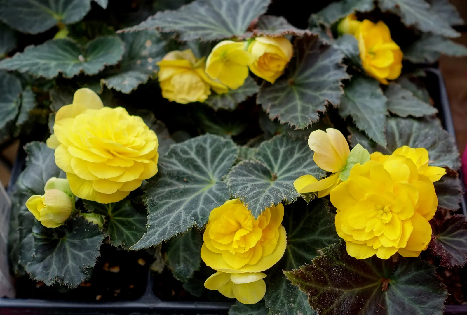 Begonia Cultivars (Begonia hybrid) — perennial with pink and red and white blooms; well-draining soil.<br><br>When factoring Begonias into a design, image 95