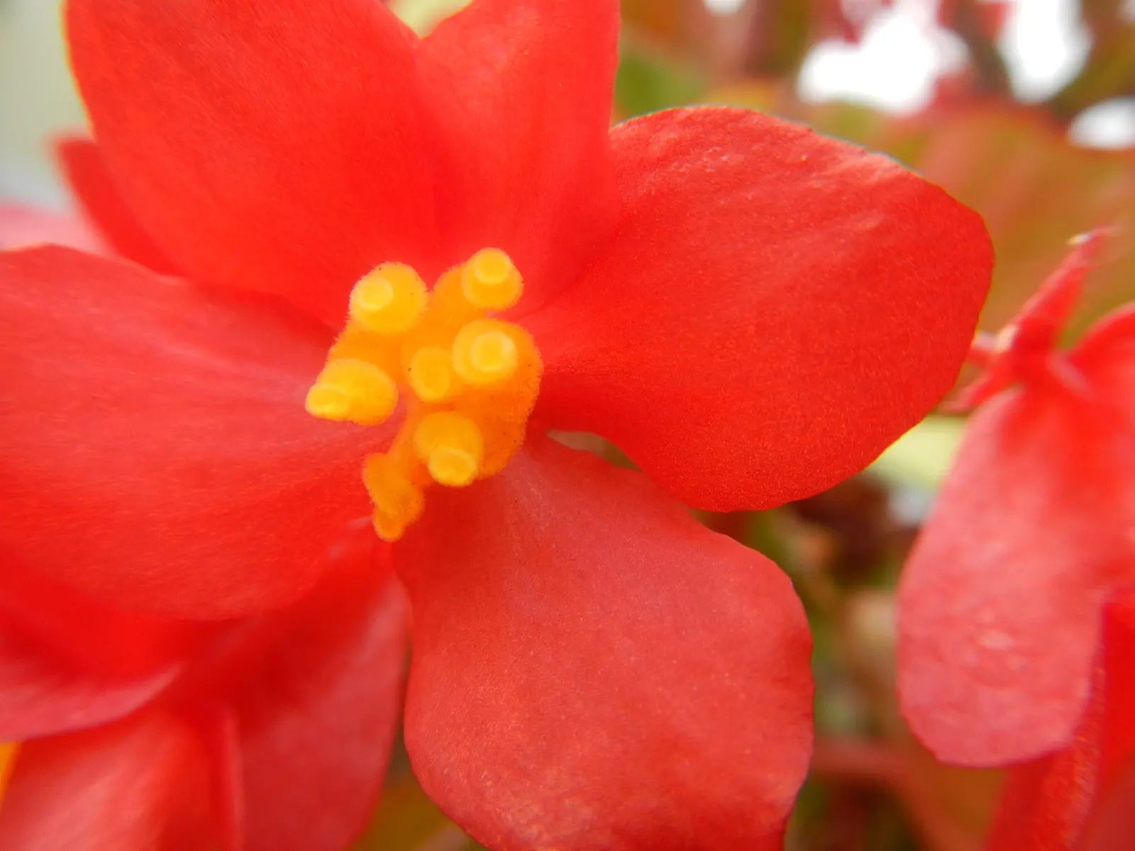 Begonia Cultivars (Begonia hybrid) — though they are mostly grown as annuals except in the warmest regions; characterized by their lush foliage and vivid blooms