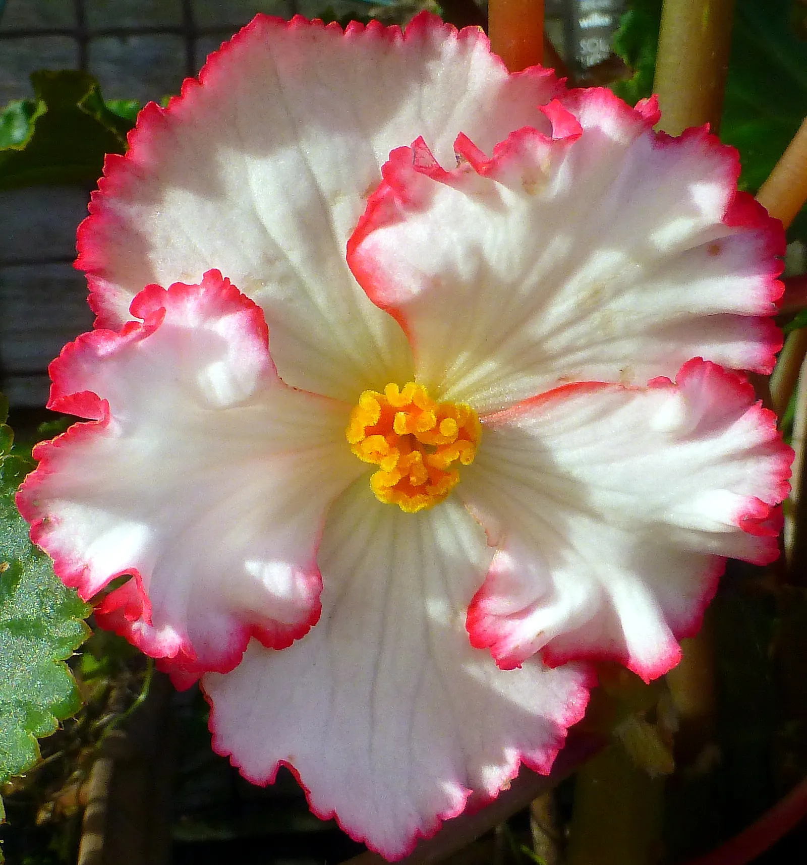 Begonia Cultivars (Begonia hybrid) — Presented in hanging baskets or containers; they thrive in USDA hardiness zones 3 through 11, image 139