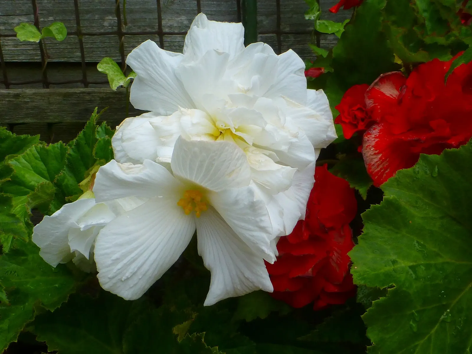 Begonia Cultivars (Begonia hybrid) — incorporate mass plantings in borders or as bedding plants; and ensure they are aware of the Begonias', image 89