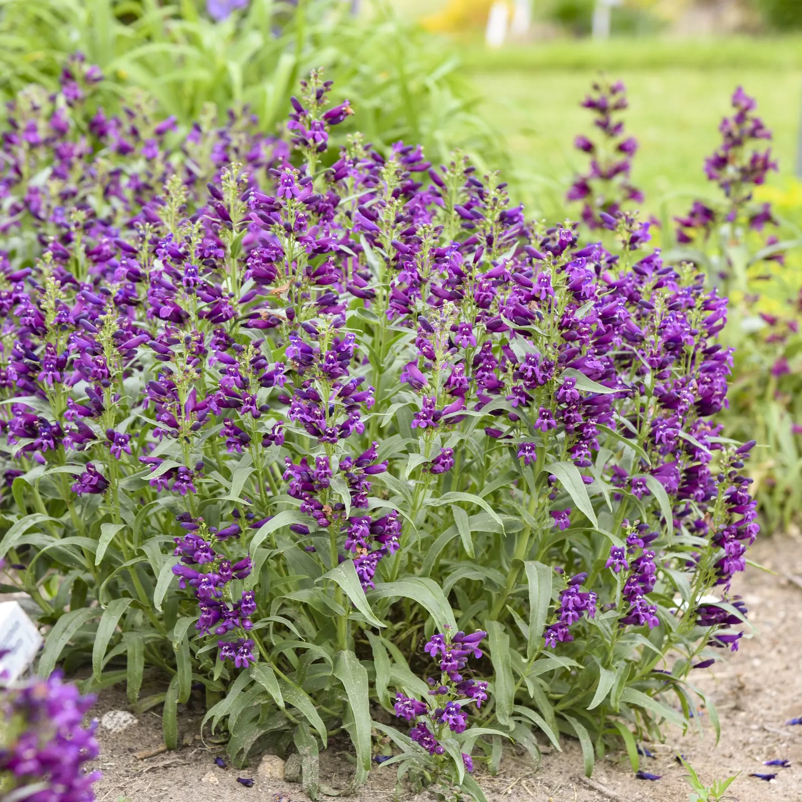 'Dark Amethyst' Bearded Penstemon (Penstemon barbatus) — It grows 18-22 inches tall and 20-26 inches wide