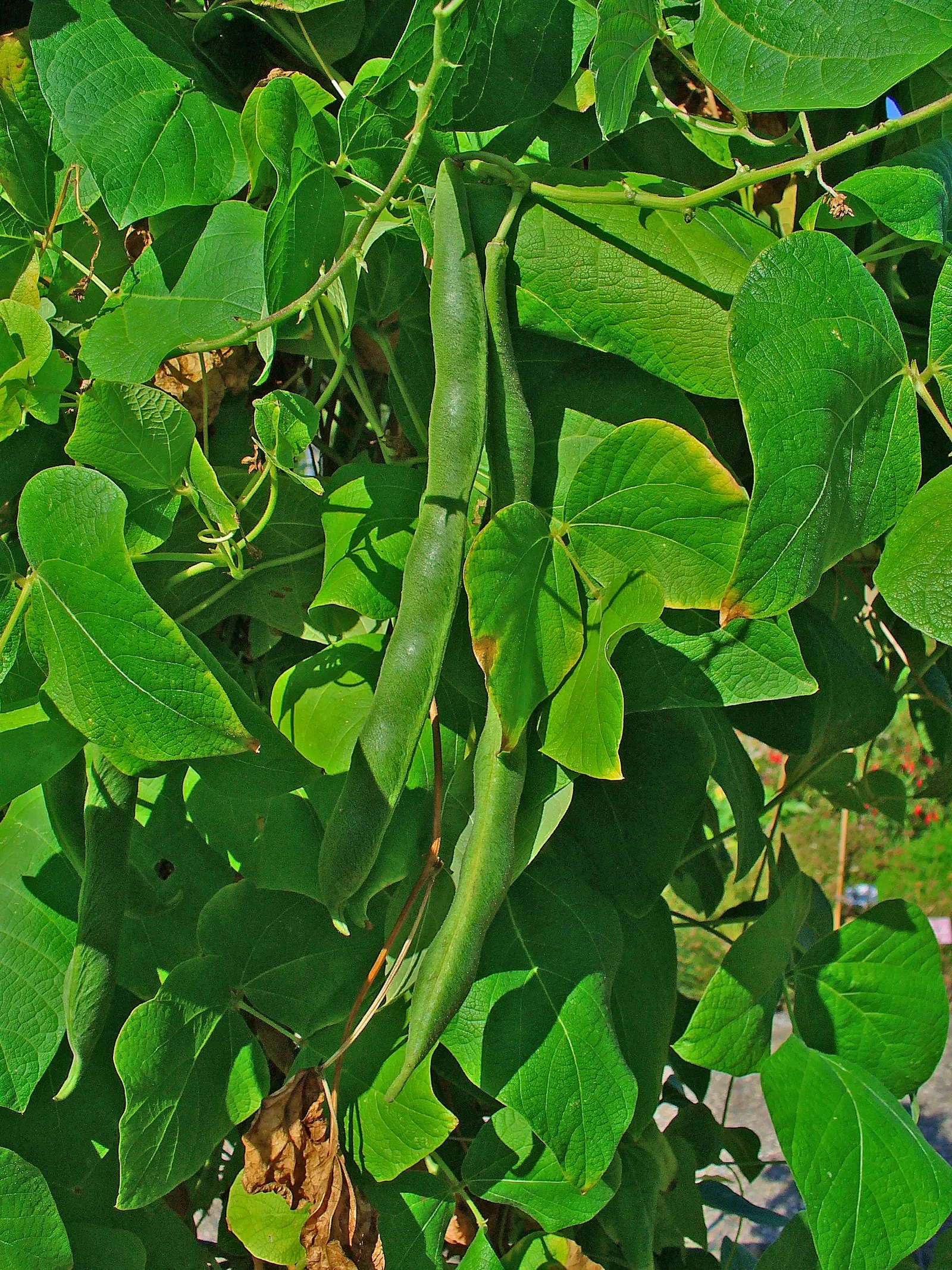 Scarlet Runner Bean (Phaseolus Coccineus) — vegetable with red blooms; typically measuring 4 to 8 inches long