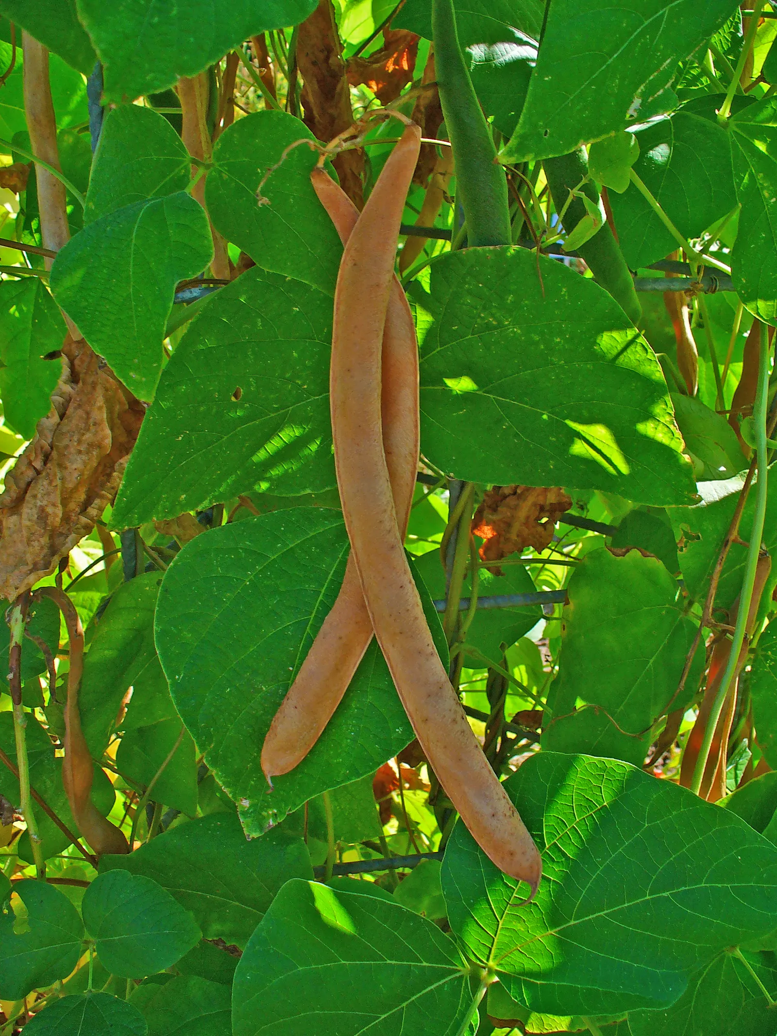 Scarlet Runner Bean (Phaseolus Coccineus) — emphasize both the aesthetic beauty and utilitarian attributes of the versatile snap bean; also known as Scarlet