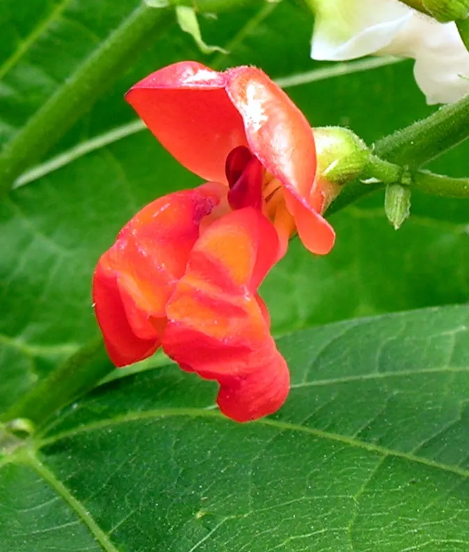 Scarlet Runner Bean (Phaseolus Coccineus) — are a vibrant and multifaceted addition to any garden landscape