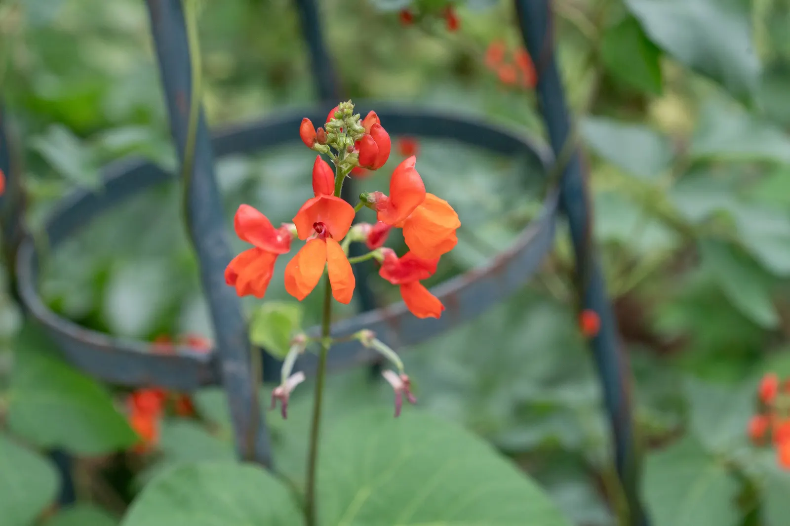 Scarlet Runner Bean (Phaseolus Coccineus) — They are responsive to regular watering