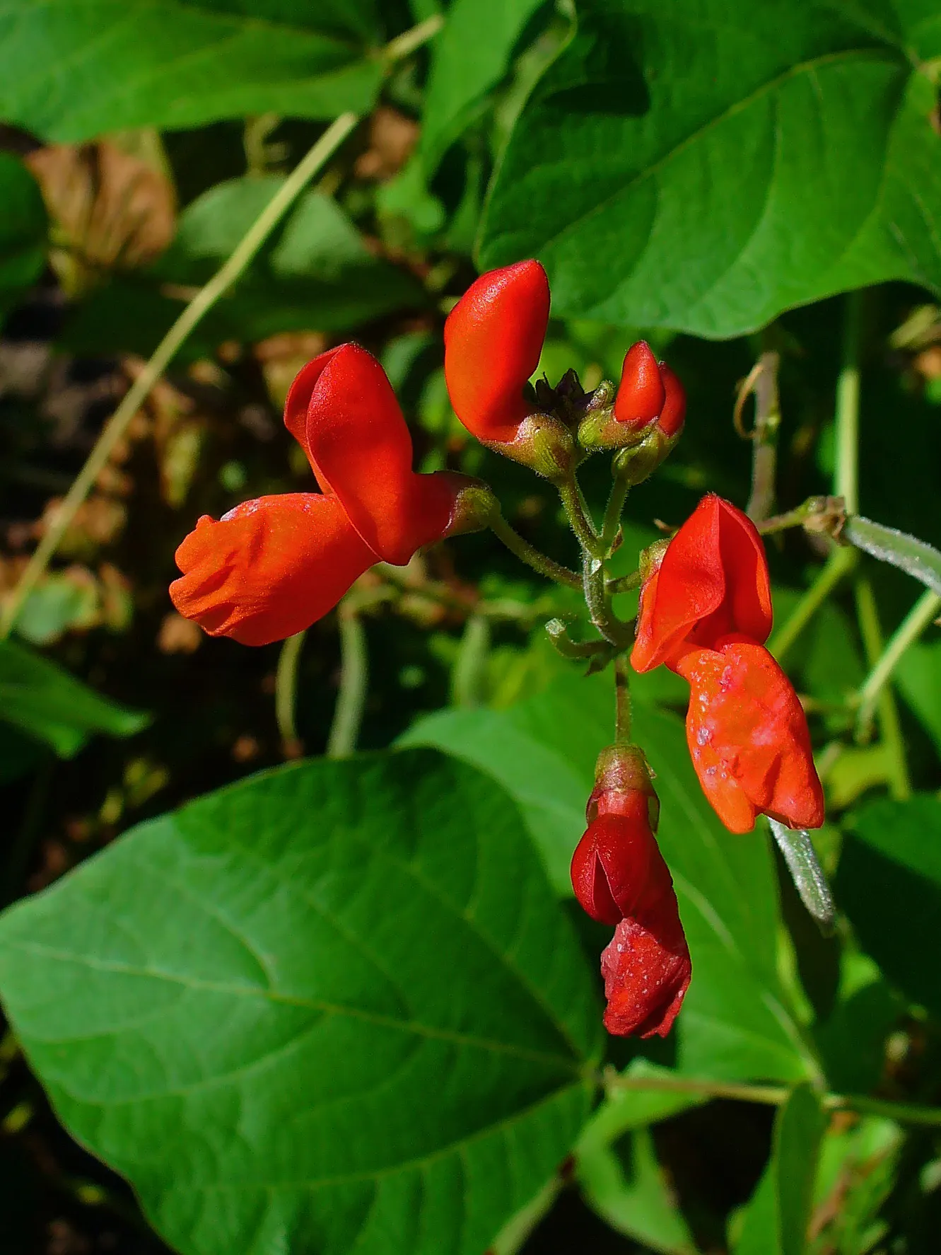 Scarlet Runner Bean (Phaseolus Coccineus) — typically measuring 4 to 8 inches long
