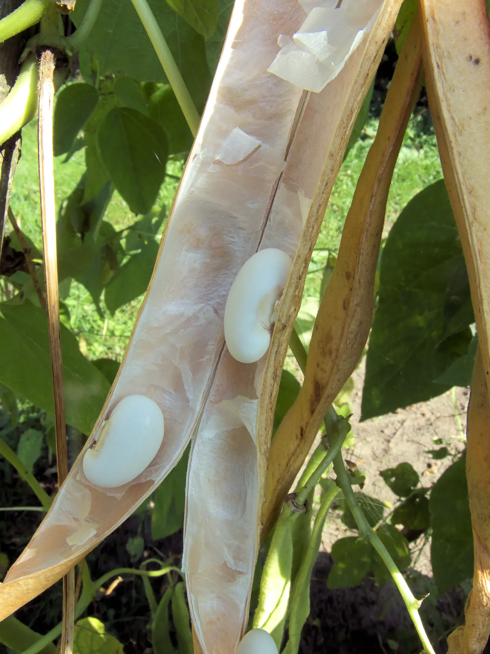 Scarlet Runner Bean (Phaseolus Coccineus) — red flowers in the garden; are a vibrant and multifaceted addition to any garden landscape