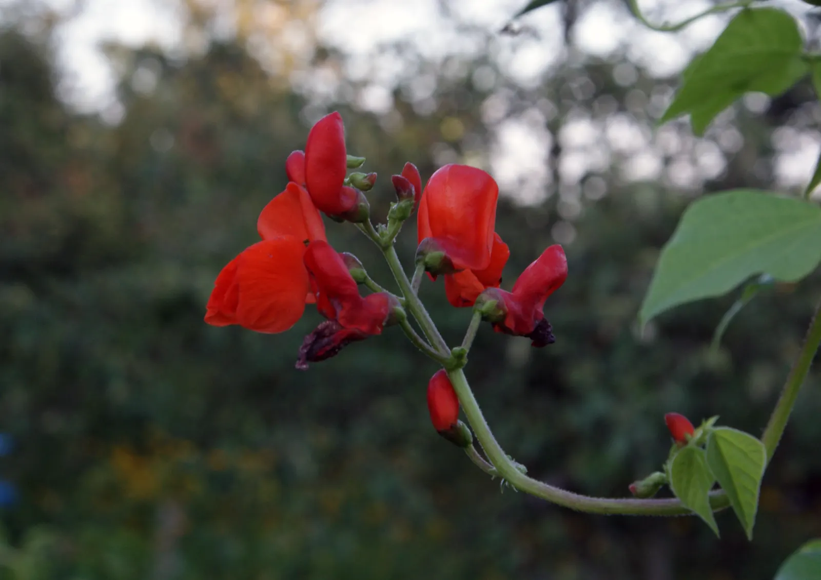 Scarlet Runner Bean (Phaseolus Coccineus) — also known as Scarlet Runner Beans