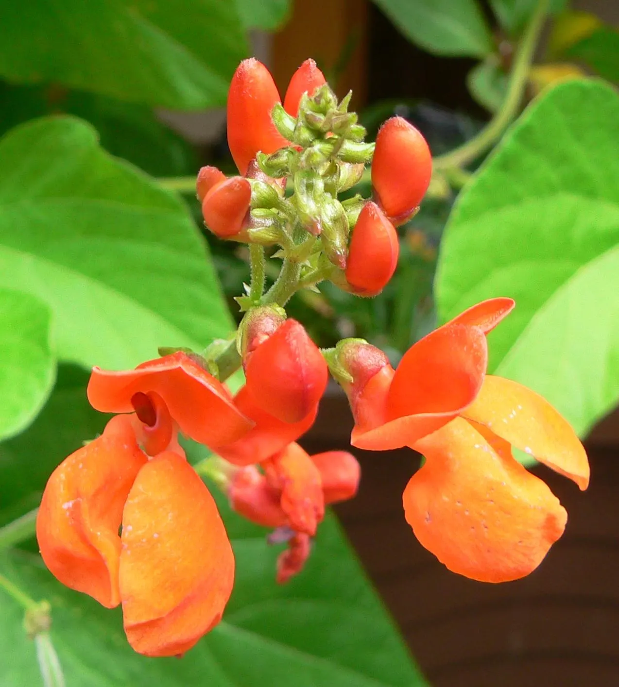 Scarlet Runner Bean (Phaseolus Coccineus) — Thriving in full sun, they require a trellis for support