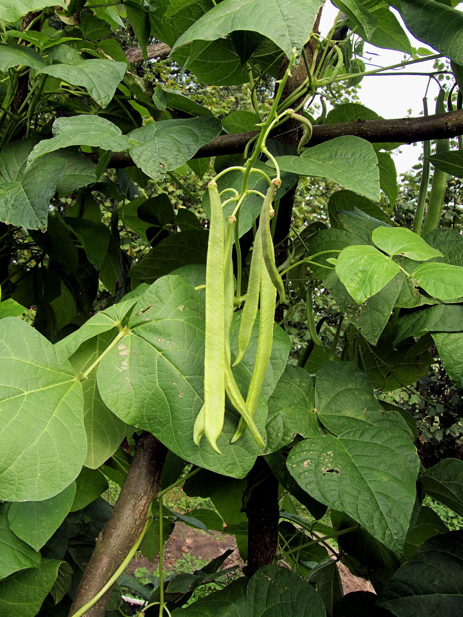 Scarlet Runner Bean (Phaseolus Coccineus) — Furthermore, these beans can fix nitrogen in the soil, improving soil fertility for nearby plants; which should be