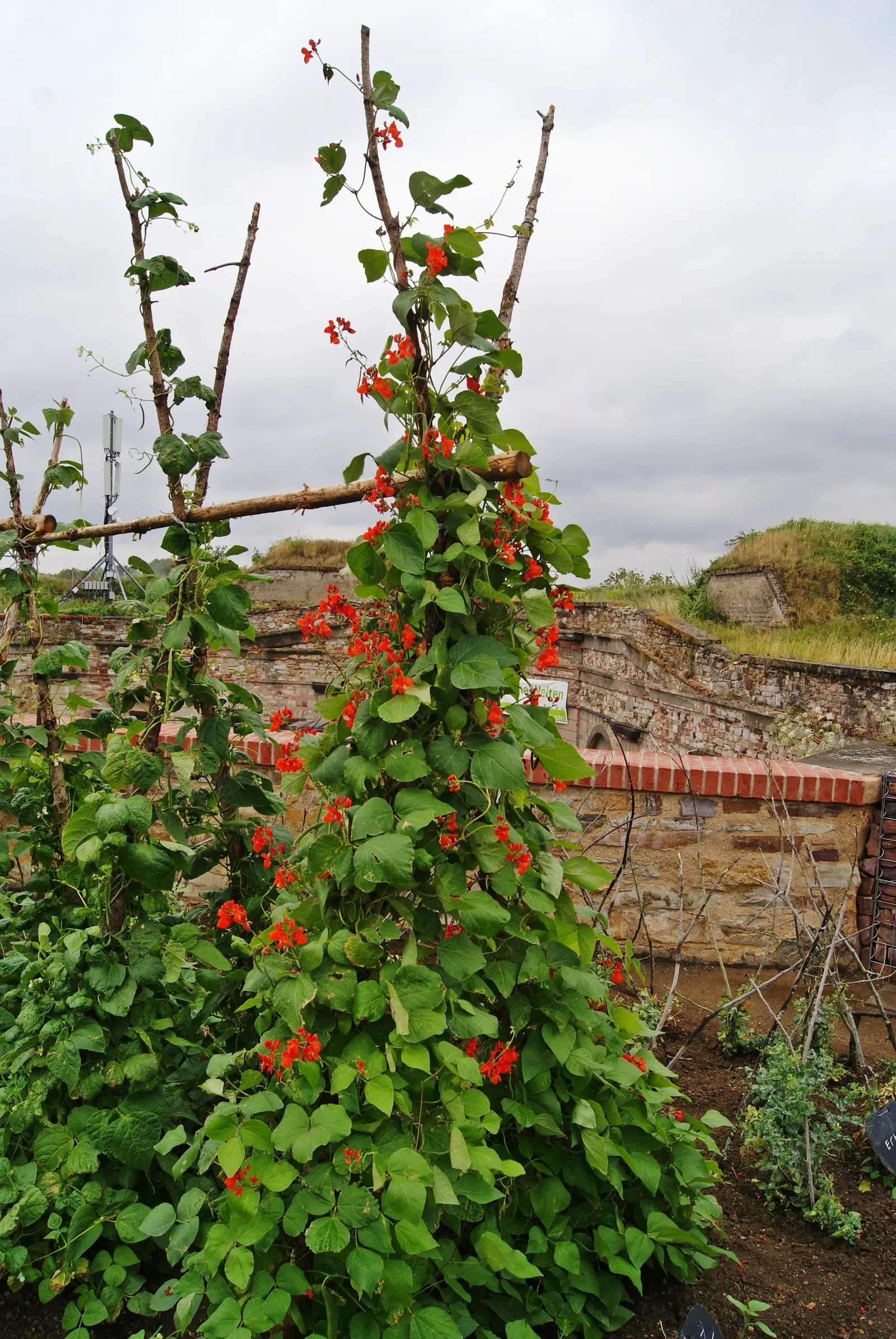 Scarlet Runner Bean (Phaseolus Coccineus) — They boast bright red flowers and sprout tender, edible pods typically harvested at 4 to 6 inches long