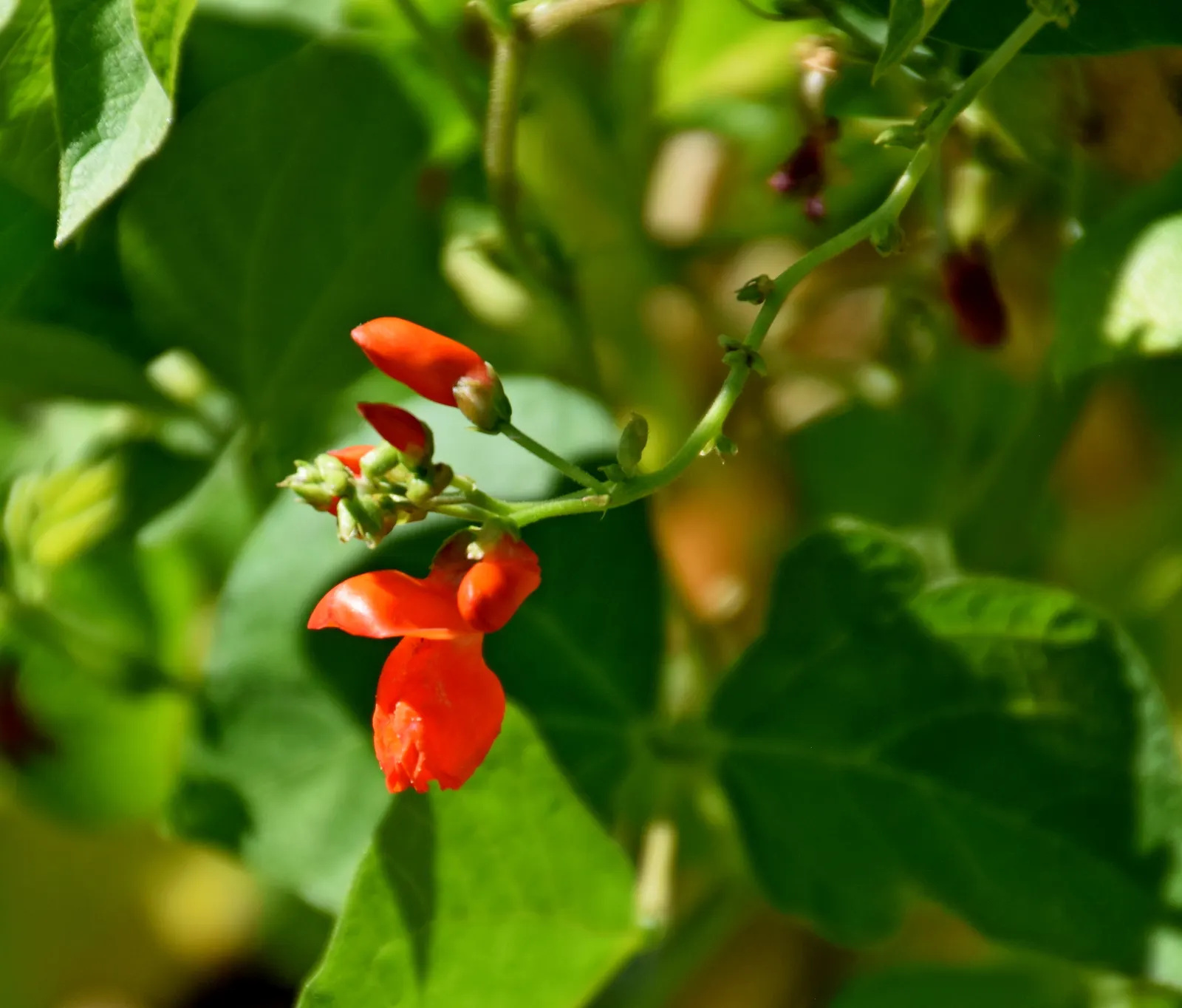 Scarlet Runner Bean (Phaseolus Coccineus) — They are responsive to regular watering; snap beans are both decorative and functional