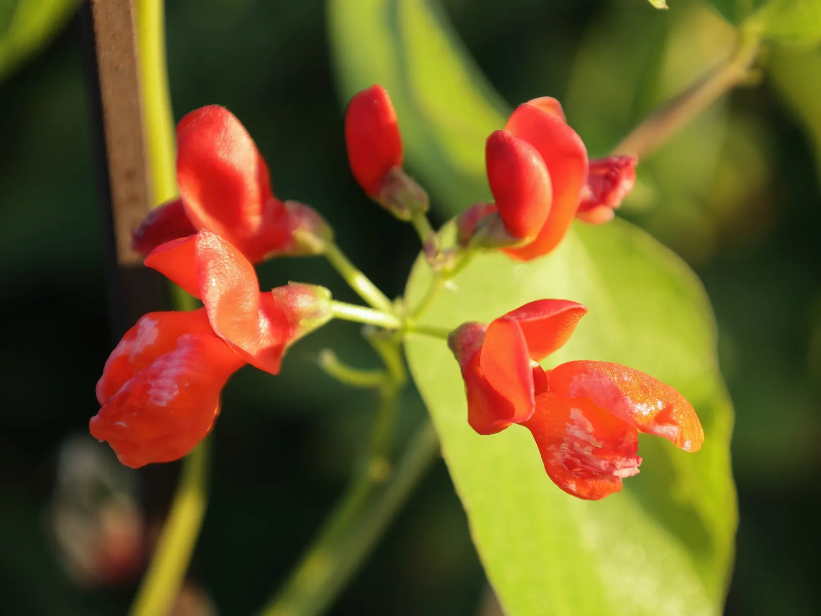 Scarlet Runner Bean (Phaseolus Coccineus) — emphasize both the aesthetic beauty and utilitarian attributes of the versatile snap bean