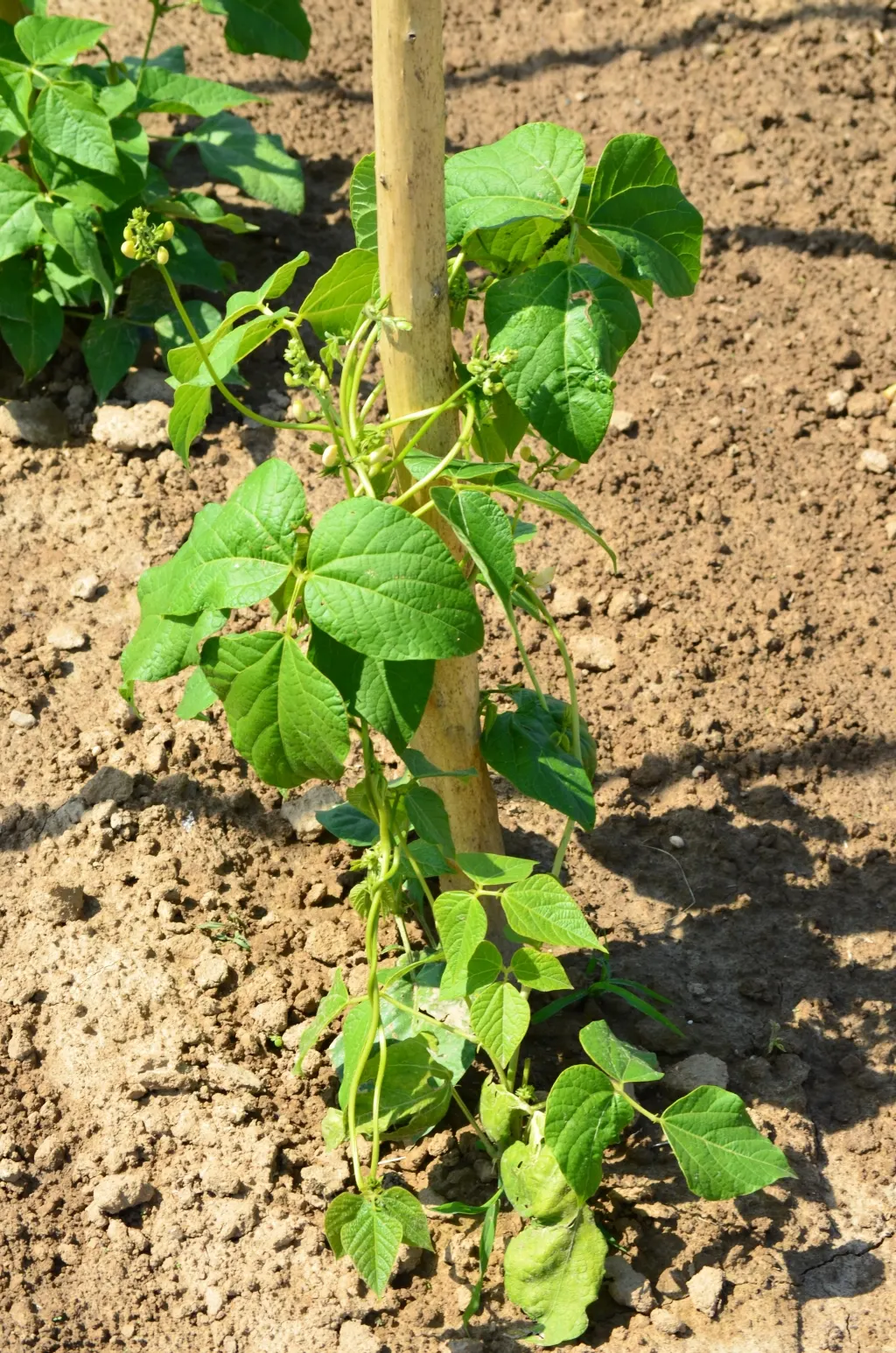 Scarlet Runner Bean (Phaseolus Coccineus) — typically measuring 4 to 8 inches long; are vigorous perennial climbers reaching heights up to 12 feet